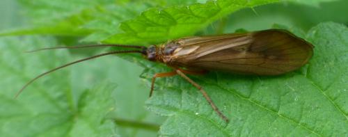 Réf. 193 697 : Anabolia nervosa